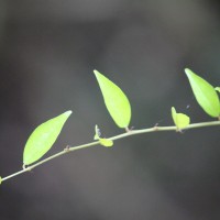 Capparis sepiaria L.